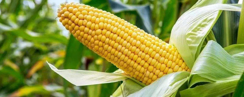 迪卡556玉米种子审定 迪卡556玉米种子简介