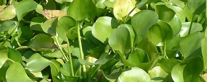 水葫芦浮萍狗尾草哪个不属于水生植物