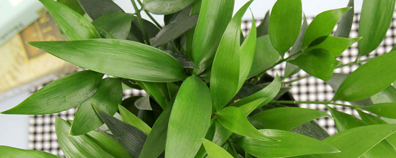 长寿竹的养殖方法和注意事项怎么养