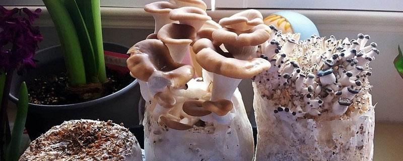 菌菇包怎么种植 如何种植平菇菌包