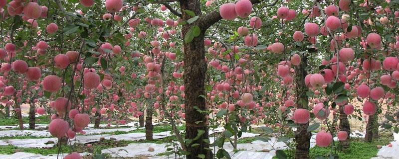 果树能嫁接月季花吗