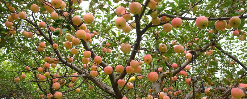 碳酸氢铵在果树的用法与用量 果树施肥碳酸氢铵好吗