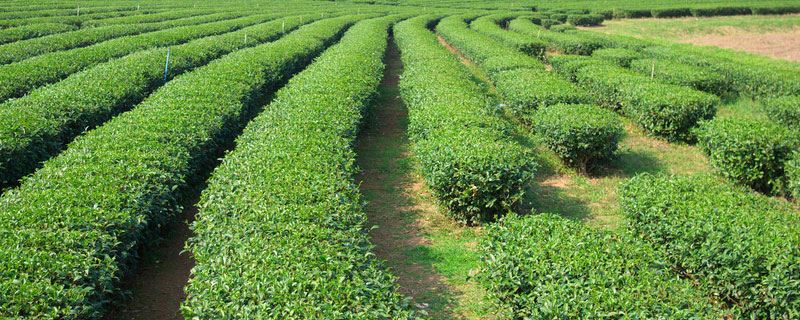 茶叶施肥时间 茶叶施肥时间是农历还是阳历