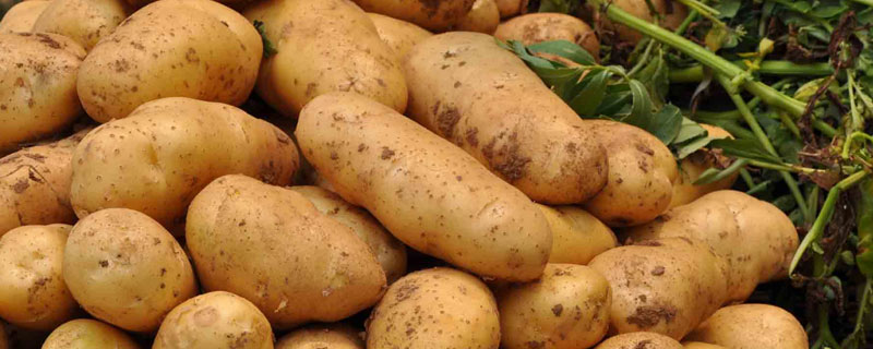 马铃薯块茎中的淀粉是 马铃薯块茎中的淀粉是单粒淀粉