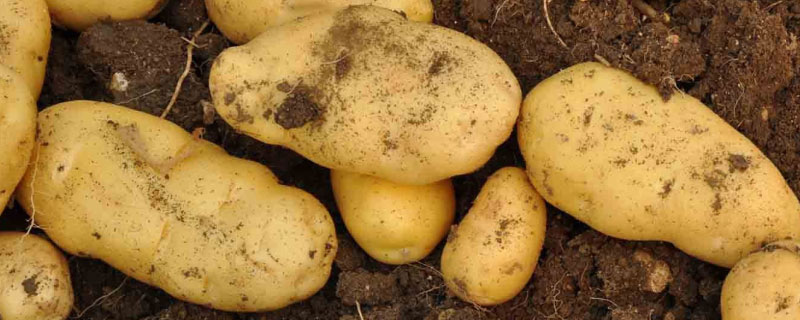 土豆特别大是怎么回事 为什么土豆有大有小