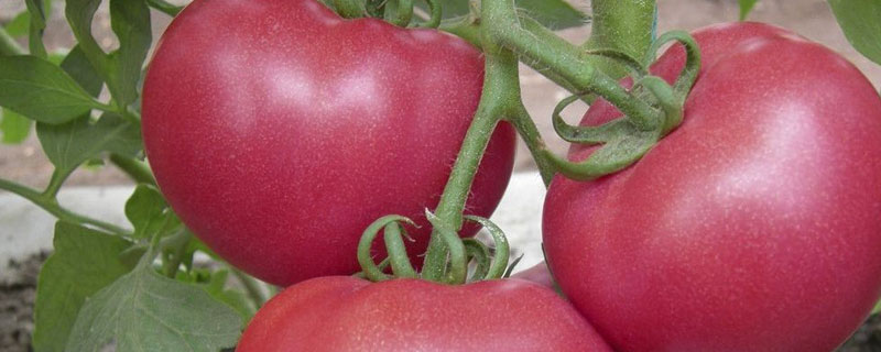 番茄从绿变红是什么原因 番茄从绿变红要多久