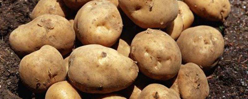 马铃薯块茎形成过程 记录马铃薯块茎的发芽过程