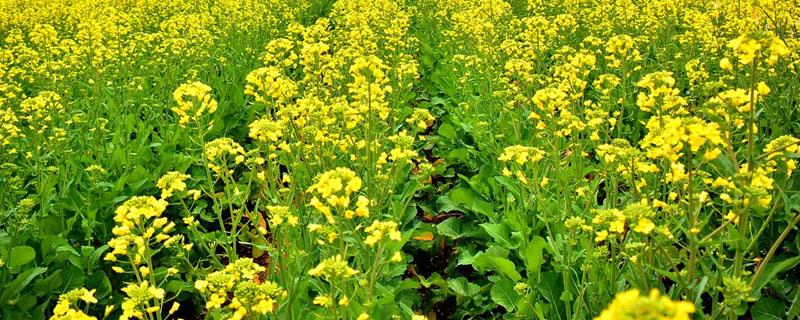 油菜田除草的时机（油菜播种后什么时间除草）