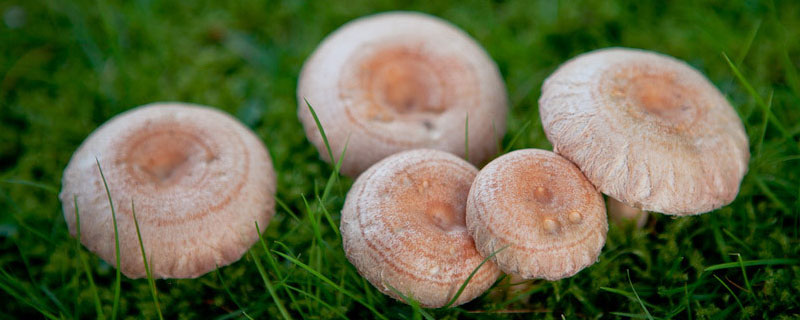 蘑菇长在哪里 蘑菇长在哪里的