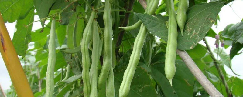 芸豆发芽的适宜温度 芸豆开花期需要的温度