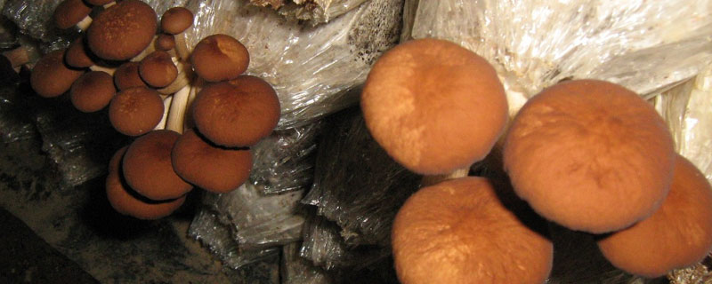 茶树菇为什么有臭味 为什么干茶树菇有一股臭味