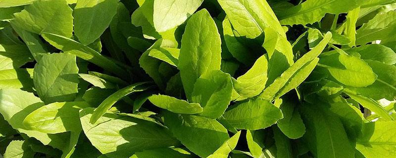 油麦菜籽怎么催芽 油麦籽播种催芽