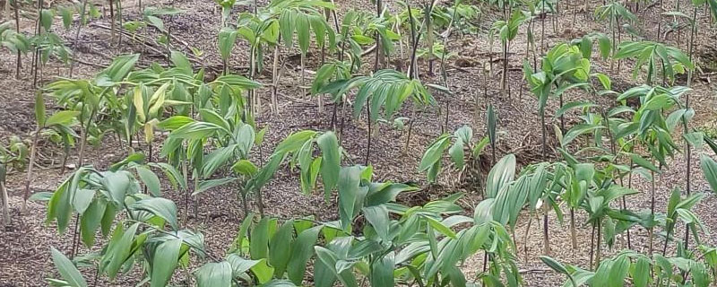 黄精地用什么除草剂（黄精地用什么除草剂最好但不伤黄精）