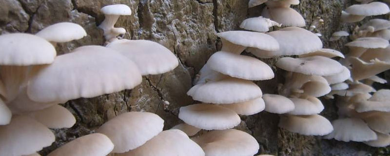 平菇和蘑菇的区别 平菇与蘑菇有区别吗