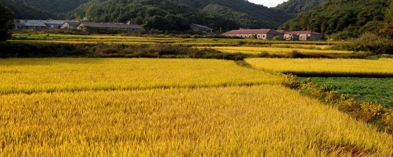 中国第一粮食大省（中国第一大粮食大省）