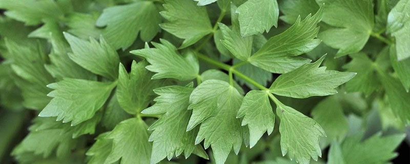 川芎苗后用什么除草 川芎专用除草剂