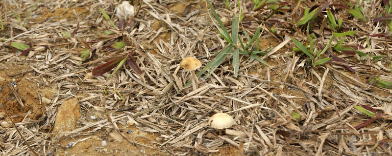 草菇和口蘑是一回事吗 口蘑和草菇的区别图片