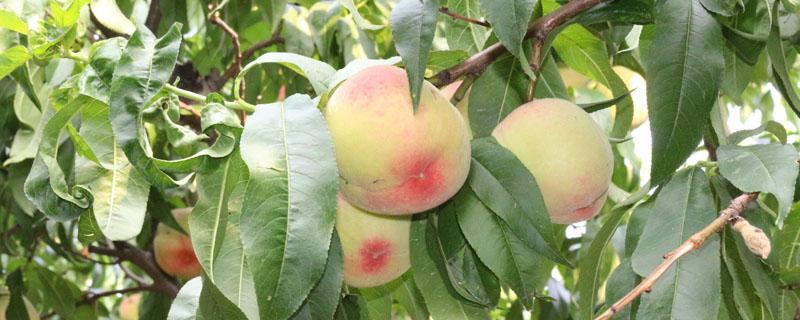 桃树三主枝的拉枝角度 桃树拉枝角度是多少