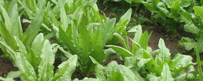 油麦菜耐寒吗 油麦菜抗寒吗