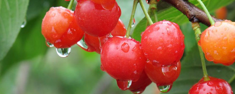 樱桃萨米脱品种介绍 萨米脱大樱桃品种介绍