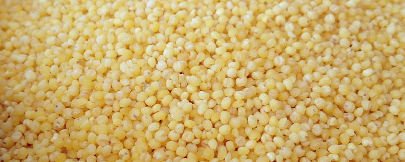 大金苗小米和普通小米区别（大金苗小米和小金苗小米的区别）