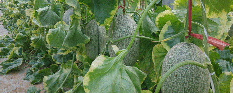 哈密瓜从种植到成熟要几个月 哈密瓜啥时候生长成熟