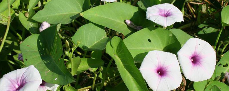 空心菜挂钩钓草鱼不吃钩怎么办