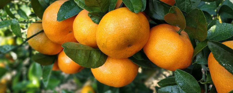 柑桔碎叶病主要症状 柑橘碎叶病防治方法