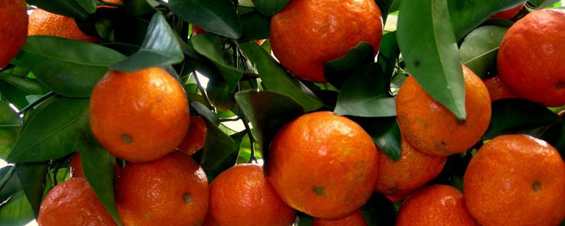 沙糖桔和橘子的区别（沙糖桔与蜜橘的区别）