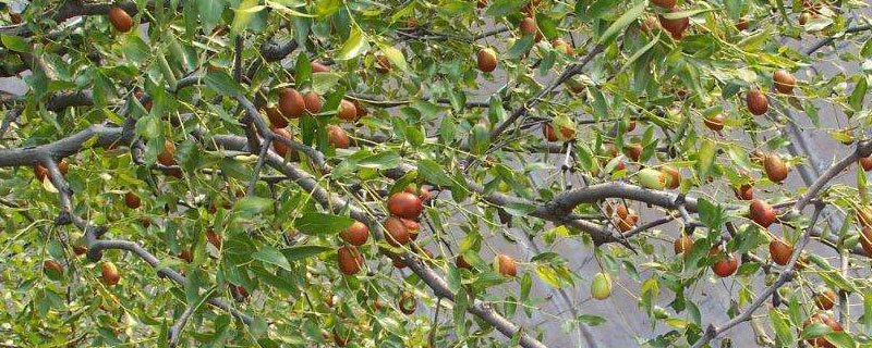 枣树种植栽培与管理
