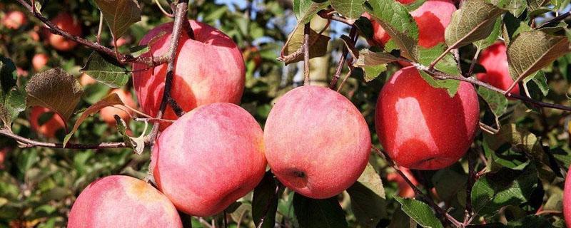 苹果树炭疽叶枯病防治 苹果炭疽叶枯病的防治