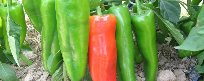牛角椒可以种几季 牛角椒什么时候种