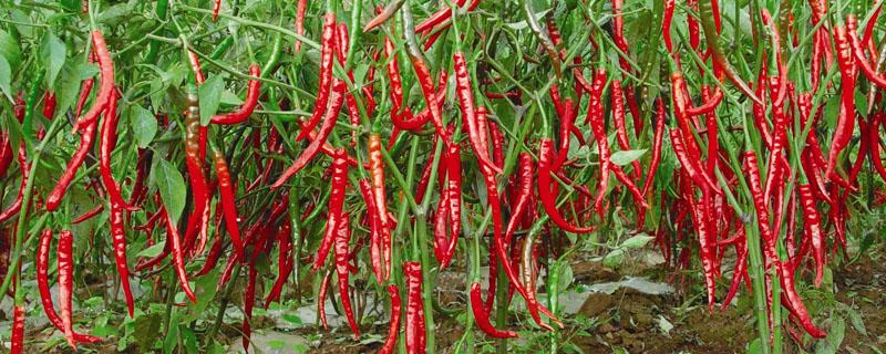 辣椒在植物分类中属于哪一类 辣椒在植物分类中属于什么科