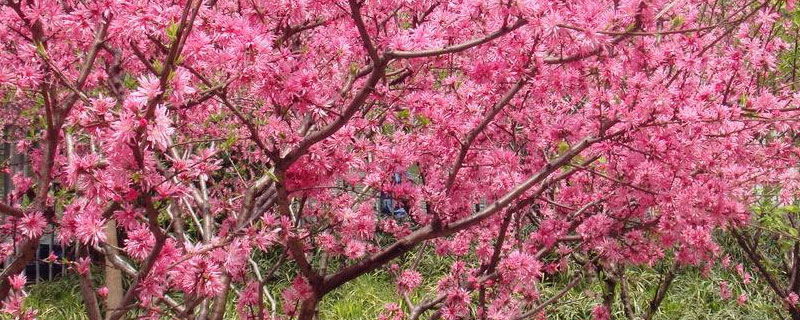 桃树能长灵芝吗