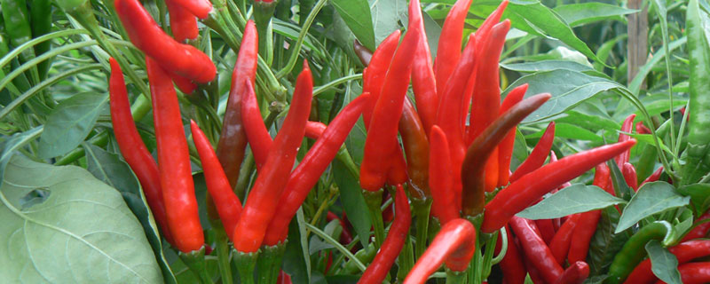 朝天椒从绿变红需要多久 朝天椒变红过程