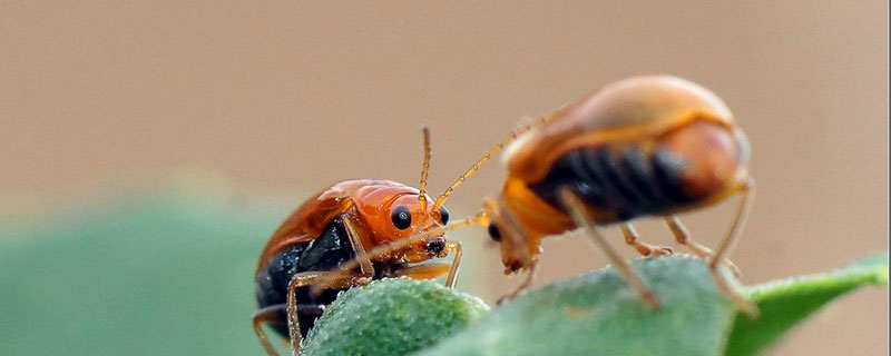 不用农药怎样杀跳甲虫 怎样除杀跳甲虫