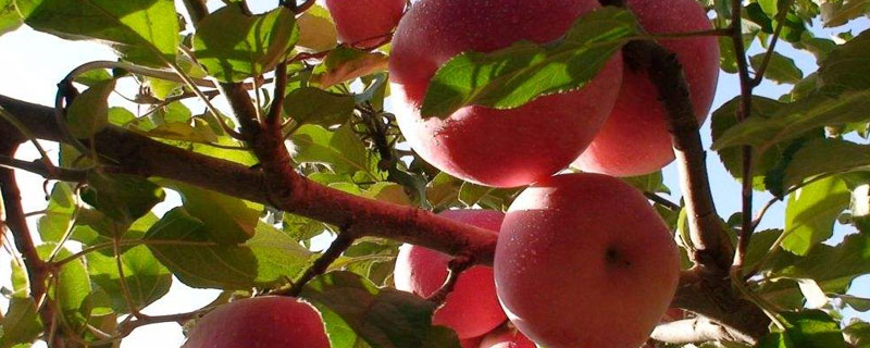 苹果树综合防治害虫的方案 苹果树病虫防治
