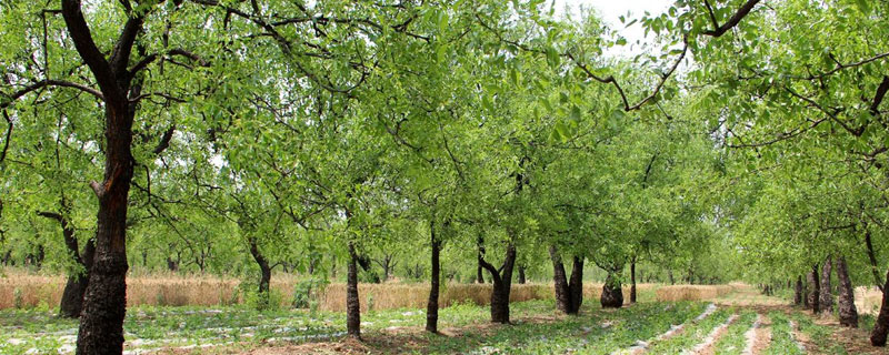 枣树特征和生活环境 枣树生长环境特点