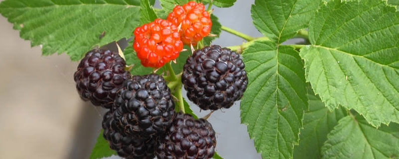 黑莓和桑葚的区别（桑葚和黑树莓有什么区别）