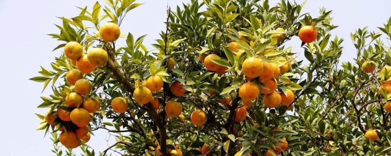 柑桔黑星病防治技术 柑橘黑斑病的防治方法