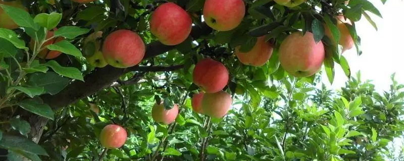 苹果树苗怎么种植方法
