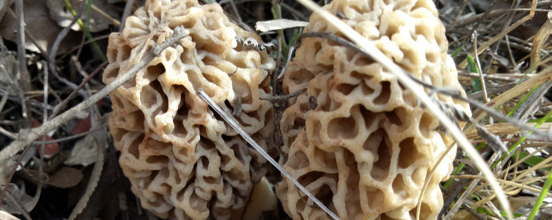 云南羊肚菌种植基地在什么地方 云南种植羊肚菌主产地在哪地方