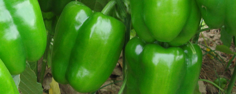 甜椒什么时候种植 甜椒什么时候种植合适