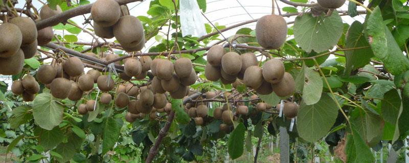 猕猴桃从种子开始要多久才能结果 猕猴桃从种植到结果需要多少年