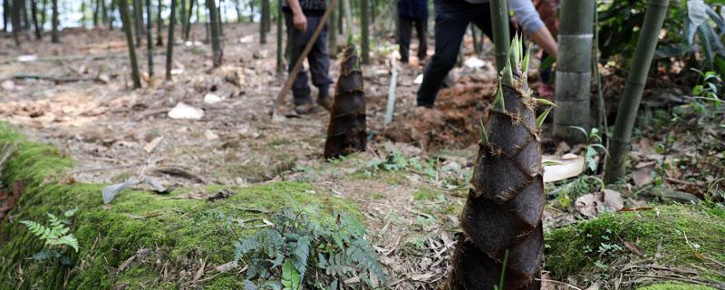 竹笋北方可以种植吗