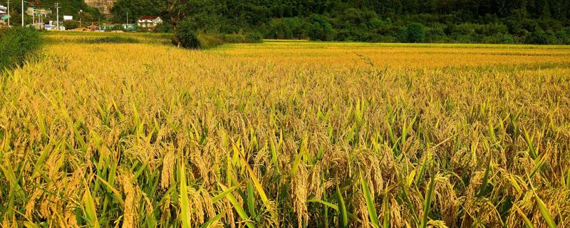 水稻每亩有效穗数