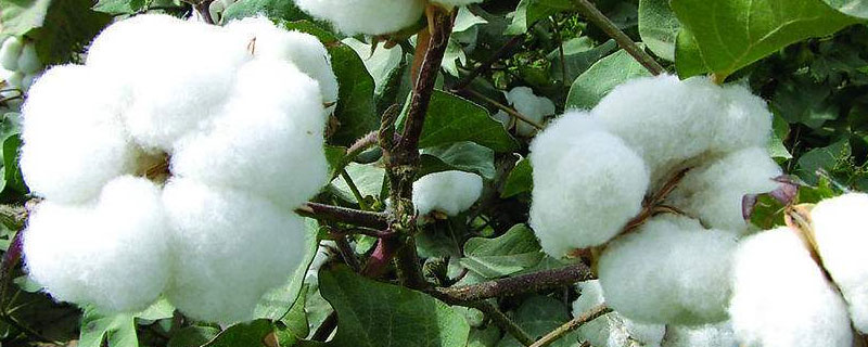 棉花后期打什么农药 棉花常用农药有哪些