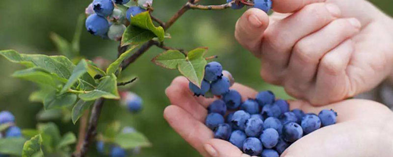 蓝莓盆栽的养殖方法（蓝莓的养殖方法）