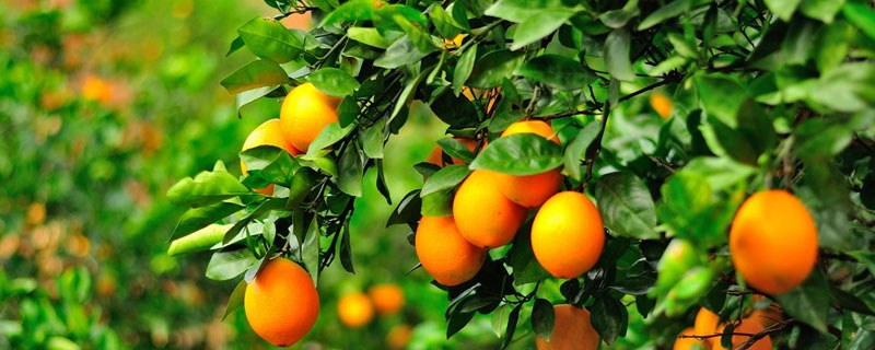 脐橙一棵树挂果多少斤（脐橙树要几年开始挂果）