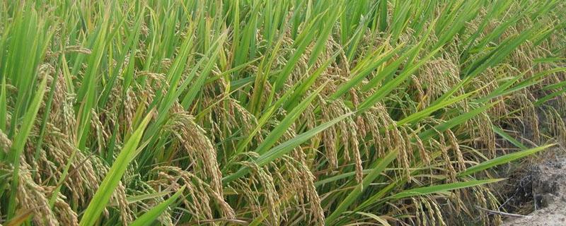 水稻和小麦的区别 水稻和小麦的区别不都是米吗